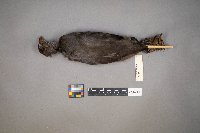 Fulica americana image