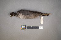 Fulica americana image
