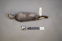 Fulica americana image
