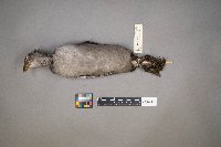 Fulica americana image