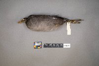 Fulica americana image