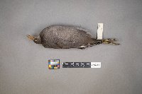 Fulica americana image