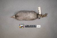 Fulica americana image