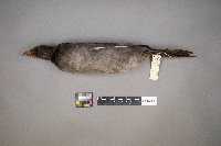 Fulica americana image