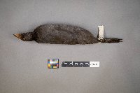 Fulica americana image