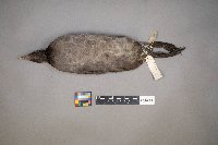 Fulica americana image