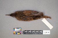 Rallus limicola image