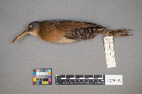 Rallus limicola image