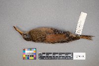 Rallus limicola image