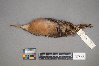 Rallus limicola image