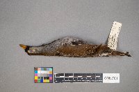 Porzana carolina image