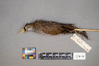 Porzana carolina image