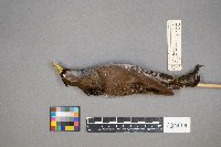 Porzana carolina image