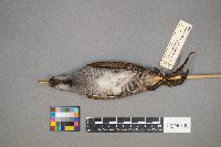 Porzana carolina image