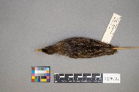 Porzana carolina image