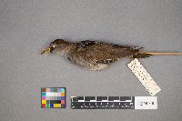 Porzana carolina image