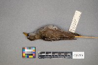 Porzana carolina image