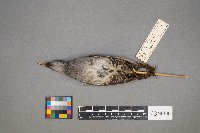 Porzana carolina image