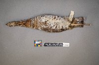 Bonasa umbellus image