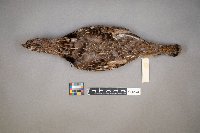 Bonasa umbellus image