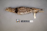 Bonasa umbellus image