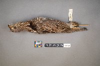 Bonasa umbellus image