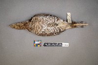 Bonasa umbellus image