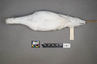 Lagopus lagopus image