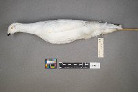 Lagopus lagopus image