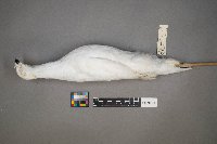 Lagopus lagopus image