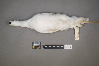 Lagopus lagopus image