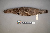 Bonasa umbellus image