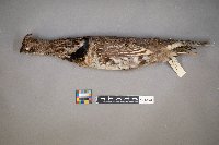 Bonasa umbellus image