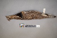 Bonasa umbellus image