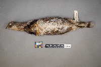 Bonasa umbellus image