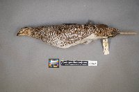 Tympanuchus phasianellus image