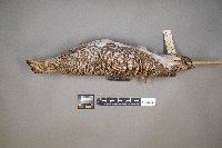 Tympanuchus phasianellus image