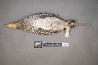 Tympanuchus phasianellus image