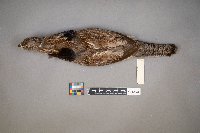 Bonasa umbellus image