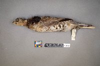 Bonasa umbellus image