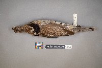 Bonasa umbellus image