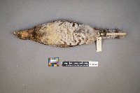 Bonasa umbellus image