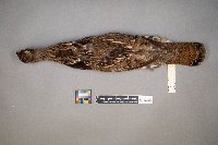 Bonasa umbellus image