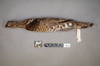 Bonasa umbellus image