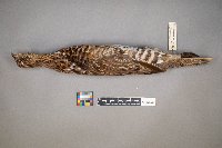 Bonasa umbellus image