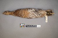 Bonasa umbellus image