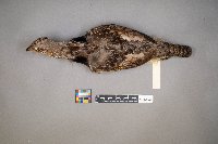 Bonasa umbellus image