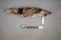 Bonasa umbellus image