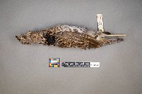 Bonasa umbellus image