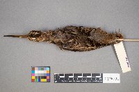 Gallinago gallinago image